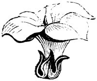 OFL010F.TIF