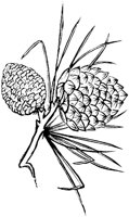 OFL009G.TIF