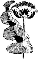 OFL008O.TIF