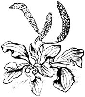 OFL005D.TIF
