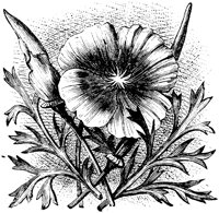 OFL017C.TIF
