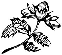 OFL014G.TIF
