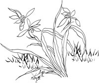 OFD092A.TIF