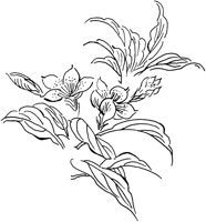 OFD066A.TIF