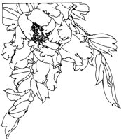 OFD057A.TIF