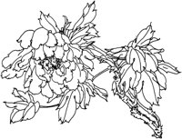 OFD056D.TIF