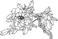 OFD056C.TIF