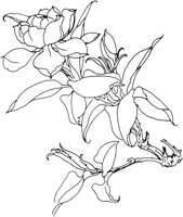 OFD009C.TIF