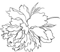 OFD006G.TIF