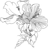 OFD005D.TIF