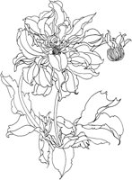 OFD005A.TIF