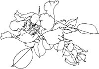 OFD004A.TIF