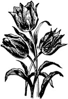 PLF091D.TIF