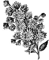 PLF090F.TIF
