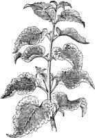 PLF090D.TIF