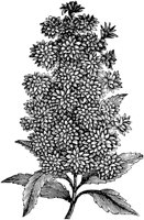 PLF090C.TIF