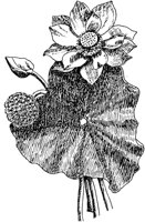 PLF089I.TIF