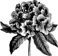 PLF089G.TIF