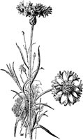 PLF089A.TIF