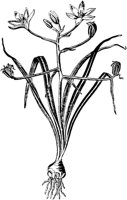PLF088G.TIF