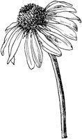 PLF088F.TIF