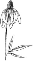 PLF088E.TIF