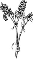 PLF088C.TIF
