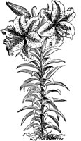 PLF087F.TIF