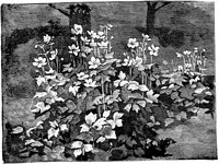 PLF086G.TIF