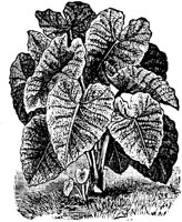 PLF086F.TIF