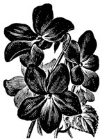 PLF086E.TIF