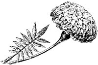PLF085E.TIF