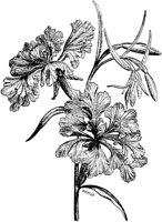 PLF085C.TIF