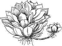PLF084E.TIF