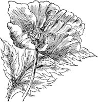 PLF084C.TIF