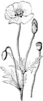 PLF083D.TIF