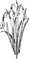 PLF083C.TIF