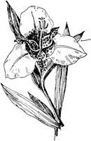 PLF083A.TIF