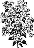 PLF082F.TIF