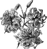PLF082C.TIF