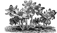 PLF081D.TIF