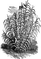 PLF081C.TIF