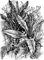 PLF081A.TIF