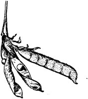 PLF080F.TIF