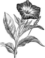 PLF080D.TIF
