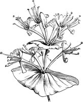 PLF080A.TIF