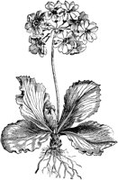 PLF079F.TIF