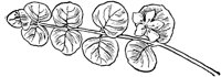 PLF079E.TIF