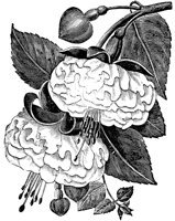 PLF079D.TIF