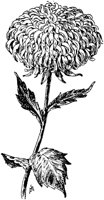 PLF079A.TIF